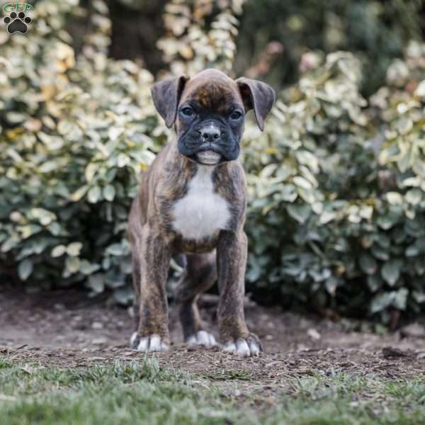 Boby, Boxer Puppy